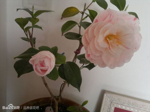 光照的温柔拥抱