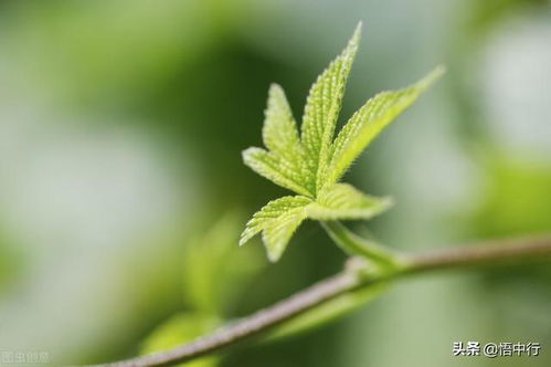 二、 肥料种类，你得挑个喜欢的