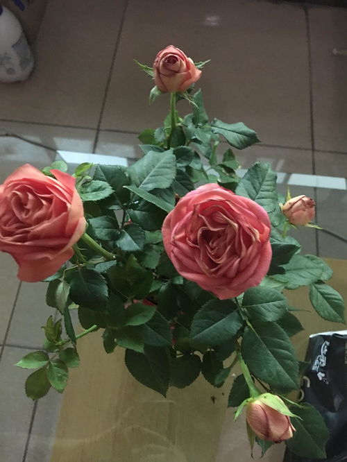 品种介绍， 了解一下