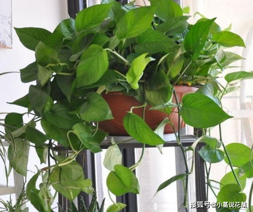 土培与水培的转换