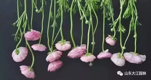 枯萎的花儿，别急着扔！如何制作干花