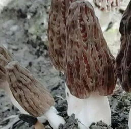 羊肚菌适合在哪些土壤、气候条件下种植