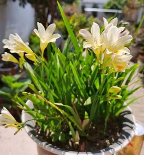 吊兰花怎么养才能花开爆盆？