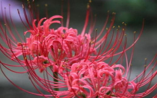 揭秘花语中代表不吉利的花朵，它们背后的真正含义是什么