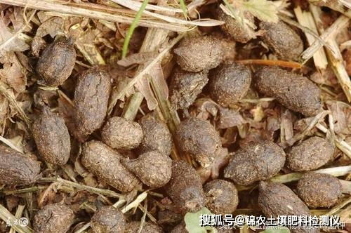 如何通过科学发酵方法将兔子粪转化为高效有机肥料