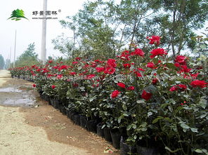 加入粉色丰花月季， 增添浪漫气息