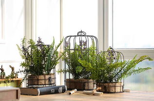 那么冬天适合种哪些植物呢？