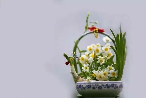 迷你睡莲， 耐寒小嫩手