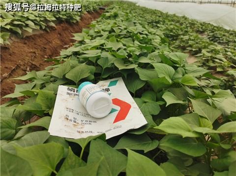 乙草胺红薯的种植管理