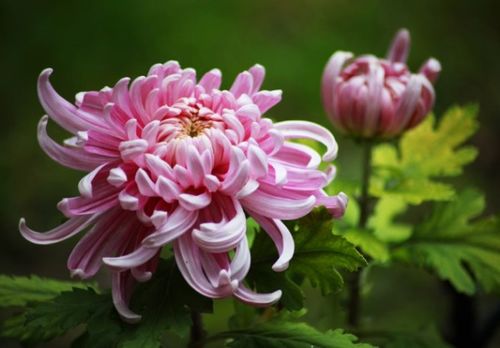 戴“菊”花，是隐晦的赞美吗