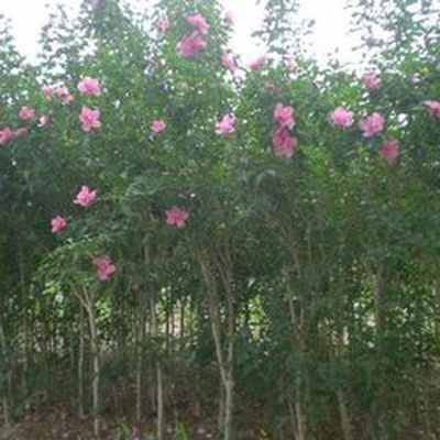 6公分木槿价格是多少呢？