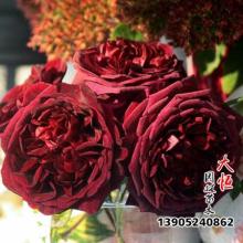 吉华月季：耐寒耐旱，四季常开