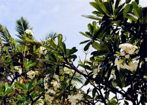 9月中下旬，大叶黄杨扦插正当时