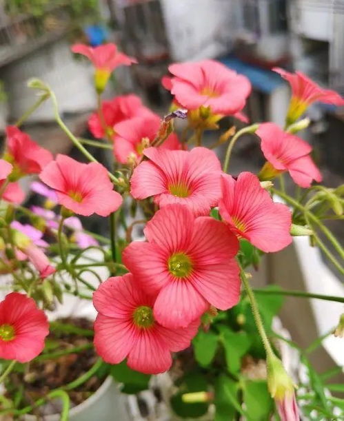 播种繁殖， 有点忒别