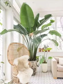 冬天卧室少放花草容易缺氧，那么冬天花草要不要搬进室内呢？