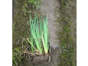 水生鸢尾种植：水深控制那些事儿