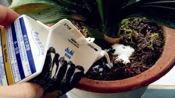 过期牛奶浇花？如何正确使用