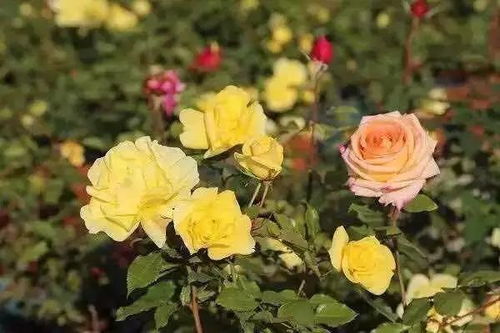 懒人花开，美丽不打烊