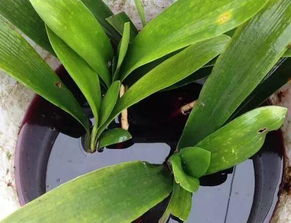 君子兰断头后的处理：消毒与恢复