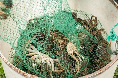 螃蟹养殖周期可达数年，技术关键在水质与饲料