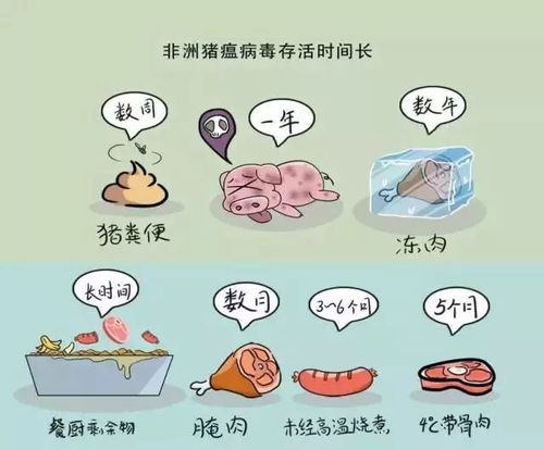 猪瘟流行特点：病毒传播途径