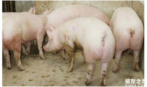 母猪子宫炎的防治策略有哪些具体措施？