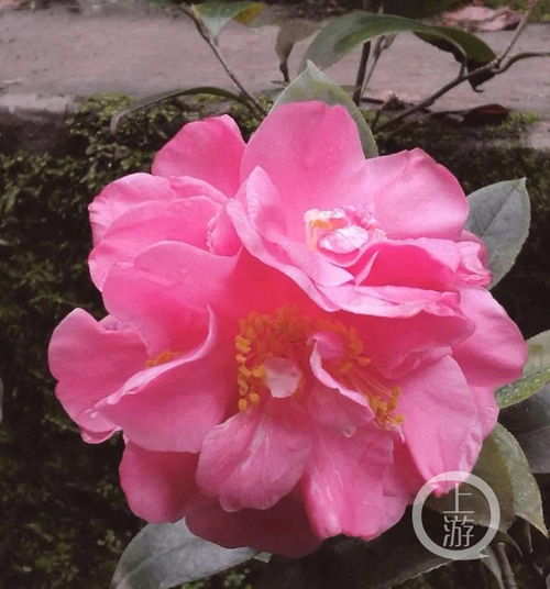 茶花品种图片来了！这些常见品种你认识吗