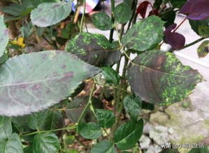 米兰黄叶子掉落的原因揭秘