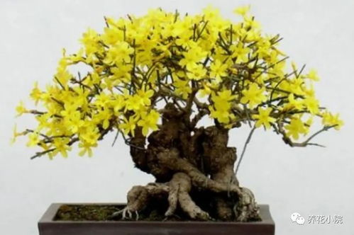 施肥，施肥，要适量