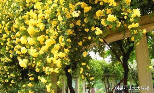 夏天种木香花，行不行呢？