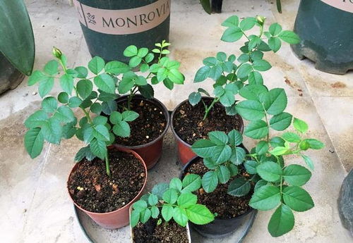 扦插地点要阴凉， 土壤透气是关键