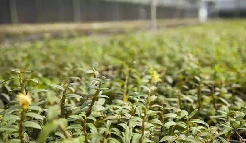 秋季种植什么药材生长速度快，适合快速种植优选