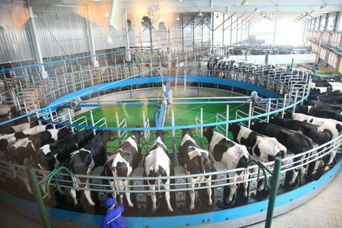 创新养殖管理模式，打造高效保育舍