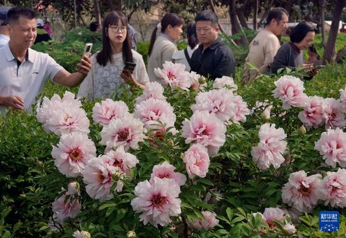 古者阝芳华，自然韵律之美