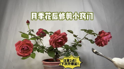 月季修剪方法，不一边期不同方法