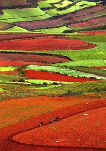 土壤偏干， 花草也嫩绽放色彩