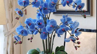 表弟的园艺小窍门， 河水浇灌助成长