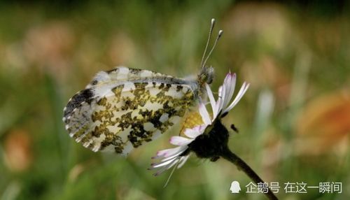 小院儿的蔬菜，那是一种生活的味道