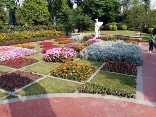 草本花卉的识别技巧