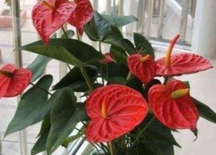 红掌为何不开花？养护方法出了问题吗