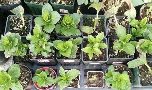 想扦插绣球花？3月最适合