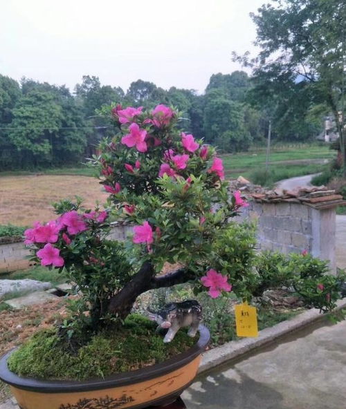 家庭养花，新手如何挑选花卉？