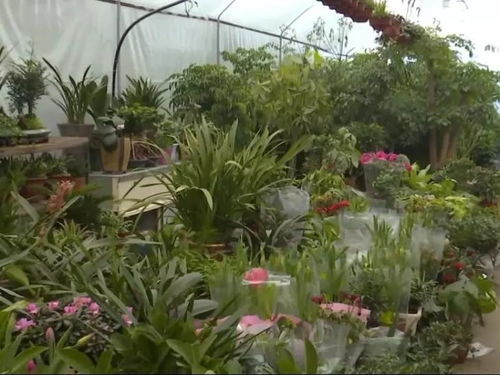 3. 开设鲜花加工店