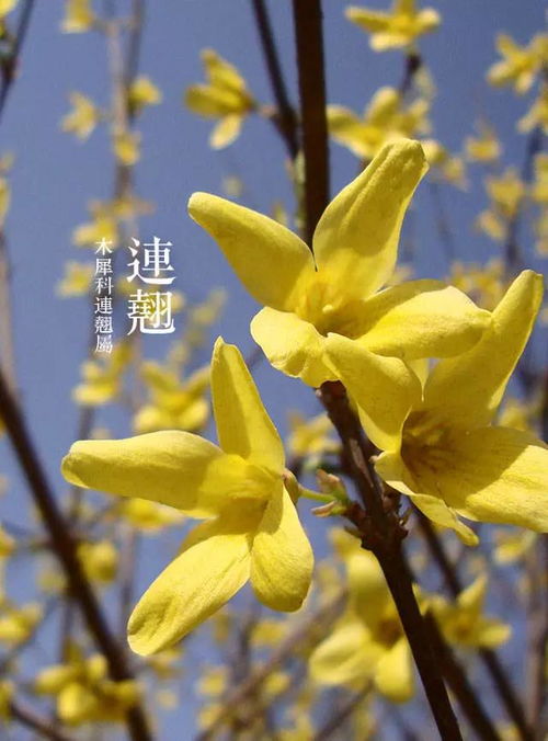 春天里盛开的花朵有哪些？这份清单让你大饱眼福