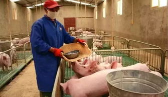 楼房养猪的生物安全如何确保？如何避免交叉感染