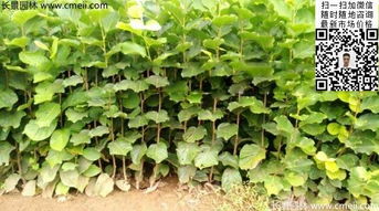 园林苗木场白玉兰规格全解析