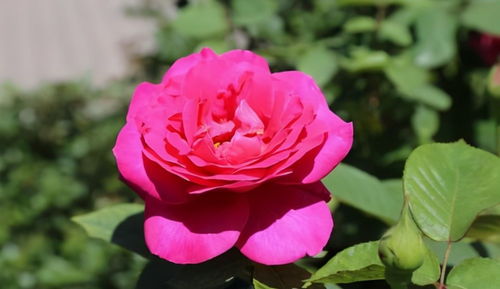 珊瑚果冻月季， 美丽绽放的秘密