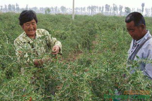 第二篇：土要挖得深，根要带得全