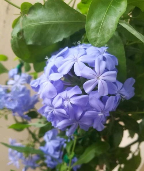 夏季花事：不同花种的生长习性和养护要点