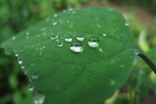 树叶上的神秘粘液：揭秘背后的秘密